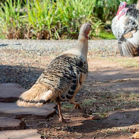 マラケシュ フェルム シディ サフォウヴィラ エクステリア 写真