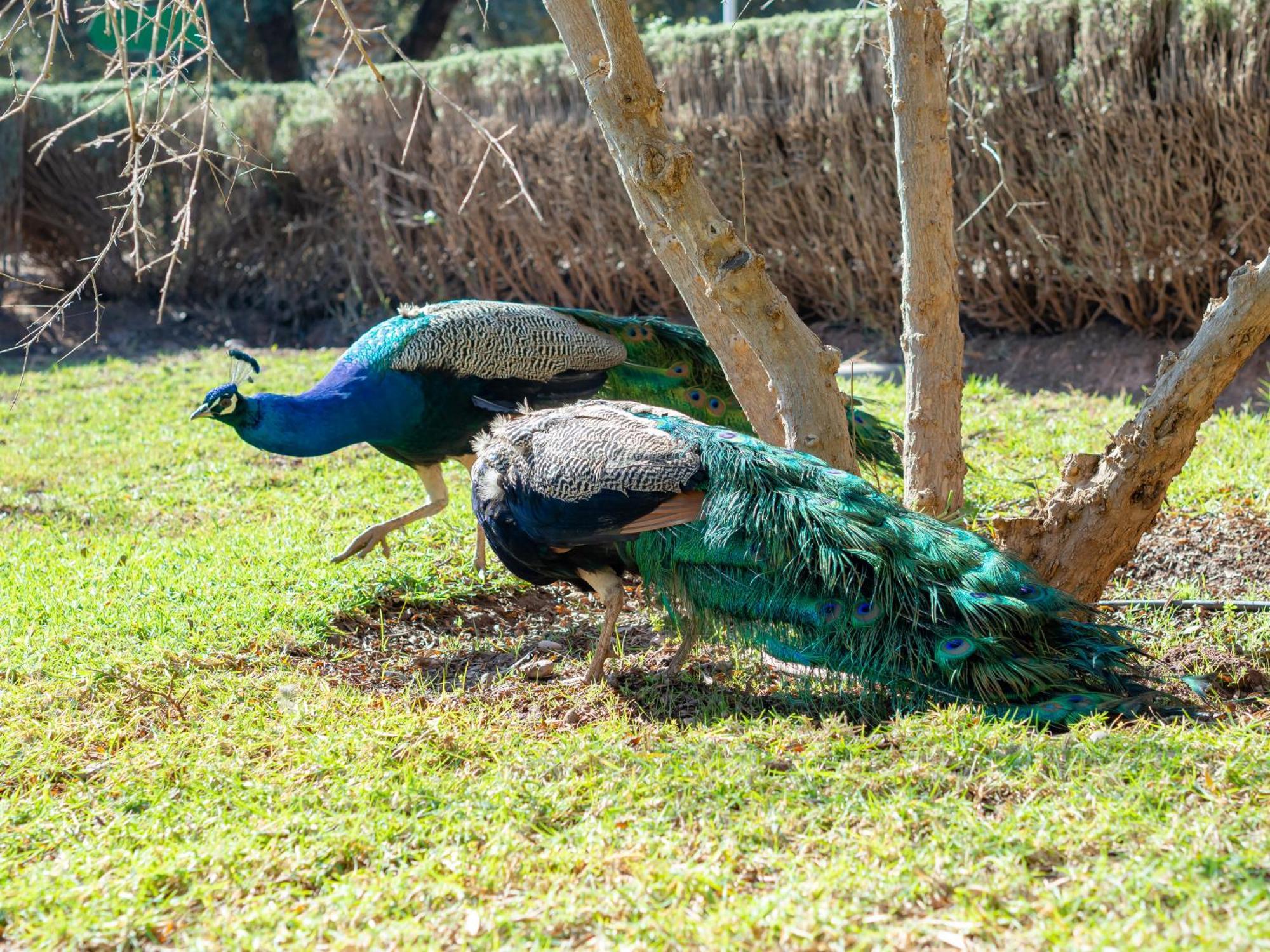 マラケシュ フェルム シディ サフォウヴィラ エクステリア 写真